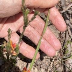 Thelymitra pauciflora at Farrer, ACT - 2 Nov 2021