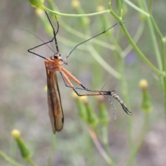 Harpobittacus australis (Hangingfly) at Farrer Ridge - 2 Nov 2021 by AnneG1