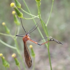 Harpobittacus australis at Farrer, ACT - 2 Nov 2021 01:31 PM