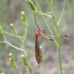 Harpobittacus australis at Farrer, ACT - 2 Nov 2021