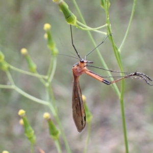 Harpobittacus australis at Farrer, ACT - 2 Nov 2021 01:31 PM