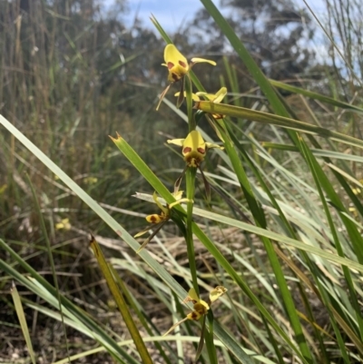 Diuris sulphurea (Tiger Orchid) at Black Mountain - 2 Nov 2021 by DGilbert