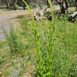 Reseda luteola at Ainslie, ACT - 3 Nov 2021 11:46 AM