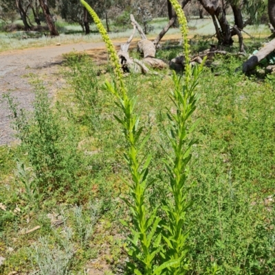 Reseda luteola (Weld) at Ainslie, ACT - 3 Nov 2021 by Mike