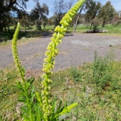 Reseda luteola at Ainslie, ACT - 3 Nov 2021 11:46 AM