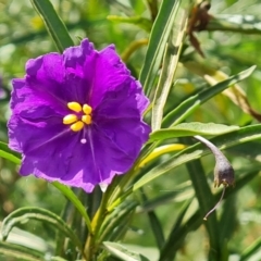 Solanum linearifolium (Kangaroo Apple) at Ainslie, ACT - 3 Nov 2021 by Mike