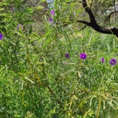 Solanum linearifolium at Ainslie, ACT - 3 Nov 2021