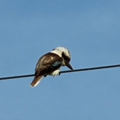 Dacelo novaeguineae (Laughing Kookaburra) at Ainslie, ACT - 3 Nov 2021 by Mike