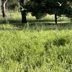 Polytelis swainsonii (Superb Parrot) at Red Hill to Yarralumla Creek - 2 Nov 2021 by Ttochtron