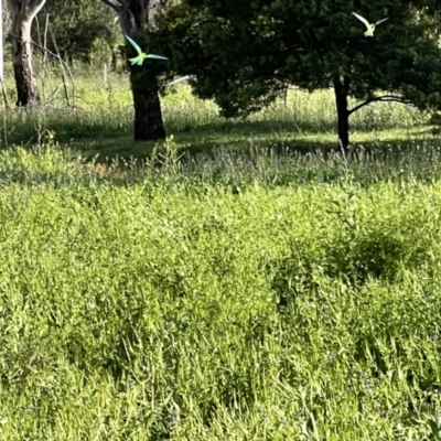 Polytelis swainsonii (Superb Parrot) at Hughes, ACT - 2 Nov 2021 by Ttochtron