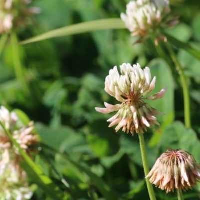 Trifolium repens (White Clover) at Wodonga Regional Park - 30 Oct 2021 by KylieWaldon