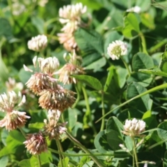 Trifolium repens at Killara, VIC - 31 Oct 2021 08:13 AM