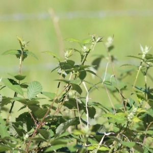 Rubus anglocandicans at Killara, VIC - 31 Oct 2021