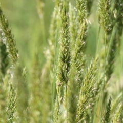 Anthoxanthum odoratum (Sweet Vernal Grass) at Wodonga - 30 Oct 2021 by KylieWaldon