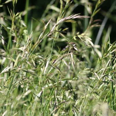 Bromus sp. (A Brome) at Wodonga - 30 Oct 2021 by KylieWaldon