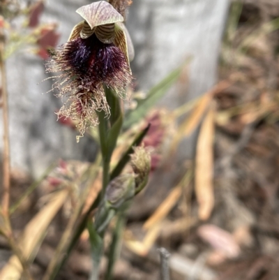 Calochilus platychilus (Purple Beard Orchid) at Bruce Ridge to Gossan Hill - 3 Nov 2021 by JVR