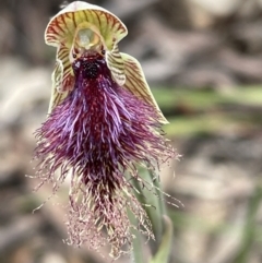 Calochilus platychilus at Bruce, ACT - suppressed