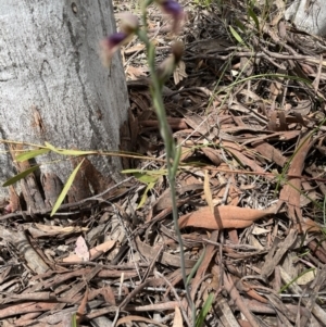 Calochilus platychilus at Bruce, ACT - suppressed