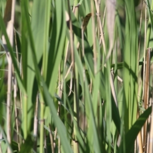 Phragmites australis at Killara, VIC - 31 Oct 2021