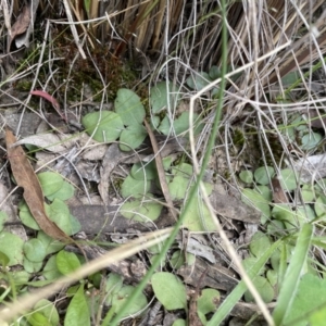 Diplodium truncatum at Bruce, ACT - 3 Nov 2021