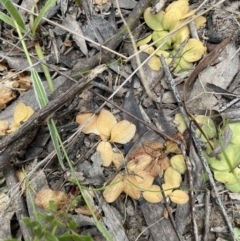 Diplodium truncatum at Bruce, ACT - 3 Nov 2021