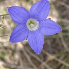 Wahlenbergia stricta subsp. stricta (Tall Bluebell) at Bruce, ACT - 3 Nov 2021 by JVR