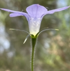 Wahlenbergia stricta subsp. stricta at Bruce, ACT - 3 Nov 2021