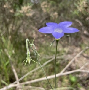 Wahlenbergia stricta subsp. stricta at Bruce, ACT - 3 Nov 2021