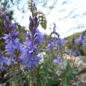 Veronica perfoliata at Paddys River, ACT - 3 Nov 2021 10:05 AM