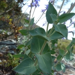 Veronica perfoliata at Paddys River, ACT - 3 Nov 2021 10:05 AM