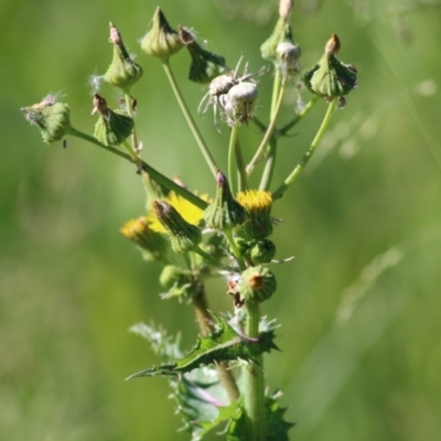 Sonchus asper (Prickly Sowthistle) at Wodonga - 30 Oct 2021 by KylieWaldon