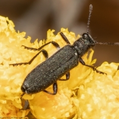 Eleale aspera (Clerid beetle) at Black Mountain - 2 Nov 2021 by Roger