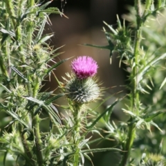 Cirsium vulgare (Spear Thistle) at Wodonga - 30 Oct 2021 by KylieWaldon