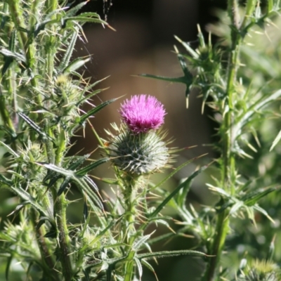 Cirsium vulgare (Spear Thistle) at Wodonga Regional Park - 31 Oct 2021 by KylieWaldon