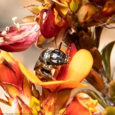 Euhesma sp. (genus) (A colletid bee) at Black Mountain - 2 Nov 2021 by Roger