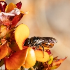 Euhesma sp. (genus) at Bruce, ACT - 3 Nov 2021