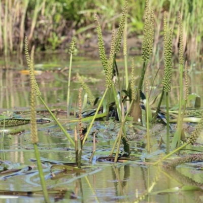 Cycnogeton multifructum (Water Ribbons) at Wodonga - 30 Oct 2021 by KylieWaldon