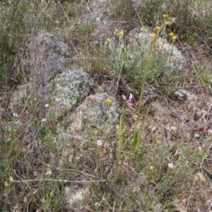 Diuris dendrobioides at suppressed - 3 Nov 2021