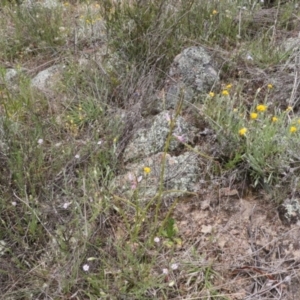 Diuris dendrobioides at suppressed - 3 Nov 2021