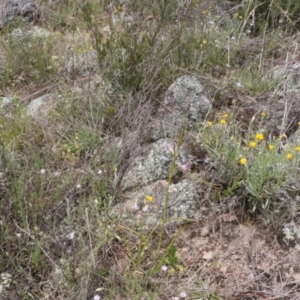 Diuris dendrobioides at suppressed - 3 Nov 2021