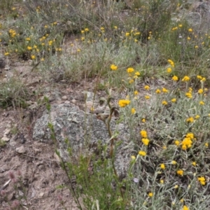 Oligochaetochilus hamatus at Theodore, ACT - suppressed