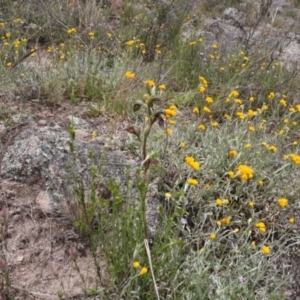 Oligochaetochilus hamatus at Theodore, ACT - suppressed