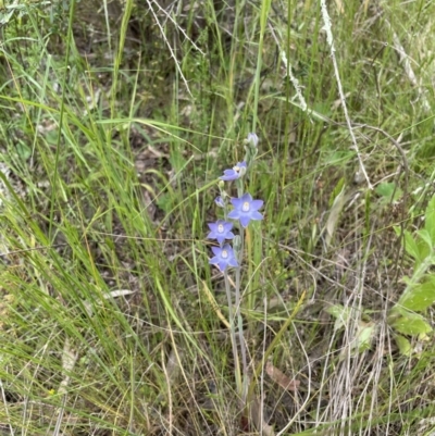 Thelymitra (Genus) (Sun Orchid) at Hawker, ACT - 3 Nov 2021 by JohnBrannan