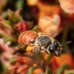 Leioproctus (Andrenopsis) wilsoni (A plaster bee) at Black Mountain - 2 Nov 2021 by Roger