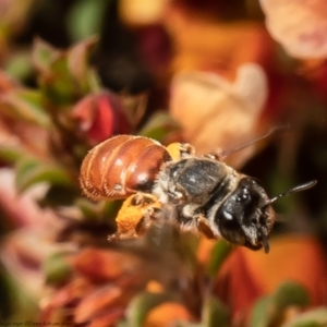 Leioproctus (Andrenopsis) wilsoni at Bruce, ACT - suppressed