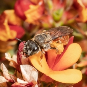 Leioproctus (Andrenopsis) wilsoni at Bruce, ACT - 3 Nov 2021