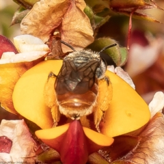 Leioproctus (Andrenopsis) wilsoni at Bruce, ACT - 3 Nov 2021