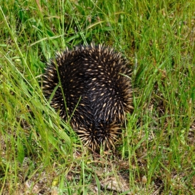 Tachyglossus aculeatus (Short-beaked Echidna) at Holt, ACT - 3 Nov 2021 by Kurt