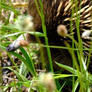 Tachyglossus aculeatus at Holt, ACT - 3 Nov 2021 11:17 AM