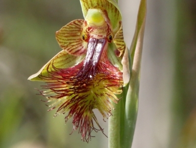 Calochilus campestris (Copper Beard Orchid) at Glenquarry, NSW - 3 Nov 2021 by Snowflake